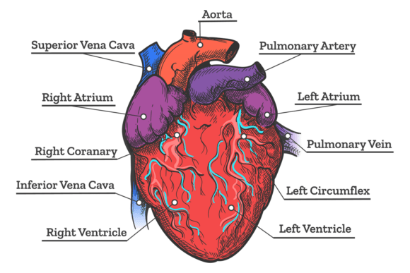 Heart Anatomy Medical Illustration Card Review