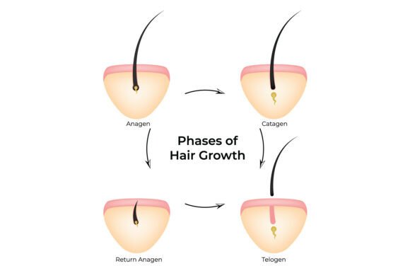 Phases of Hair Growth: A Detailed Infographic for Crafters